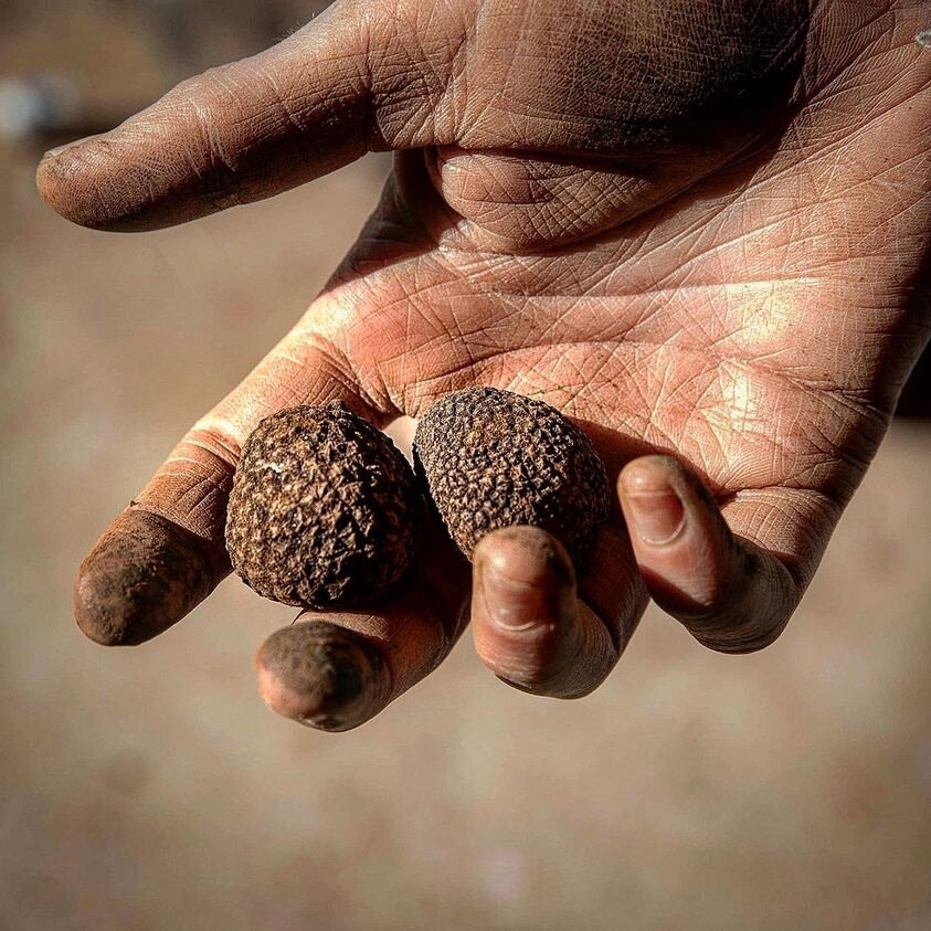 a hand holding two small freshly harvested truffles in north west Tasmania