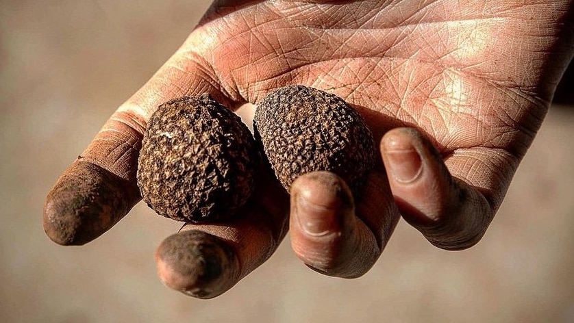 a hand holding two small freshly harvested truffles in north west Tasmania