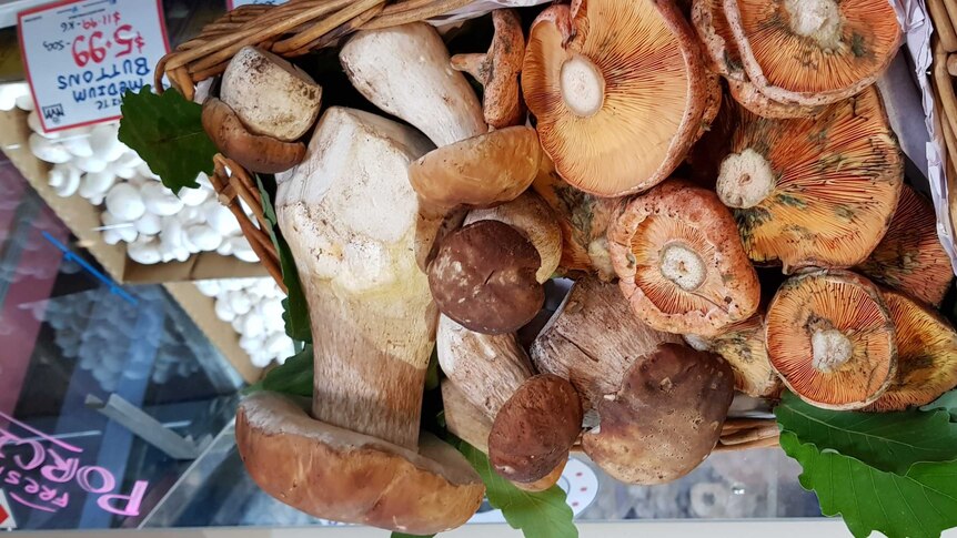 A group of wild mushrooms which are safe to eat.