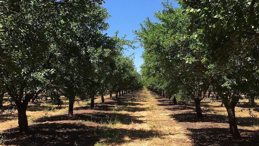 An orchard of plums in the NSW Riverina