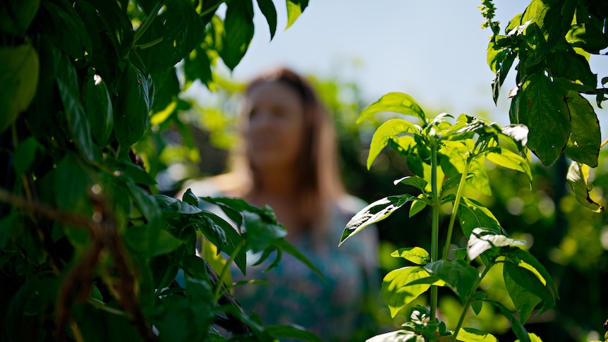 Woman stands behind bush with green leaves on a sunny day with face blurred