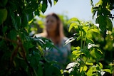 Woman stands behind bush with green leaves on a sunny day with face blurred