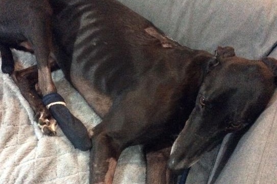 Greyhound lying on a couch with a sock on its paw.