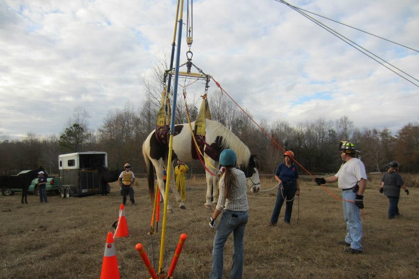 Gaining skills in horse handling, rescuing horses