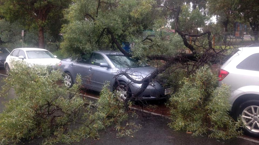 A tree fallen on top of a car parked along a Subiaco street.