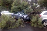 A tree fallen on top of a car parked along a Subiaco street.