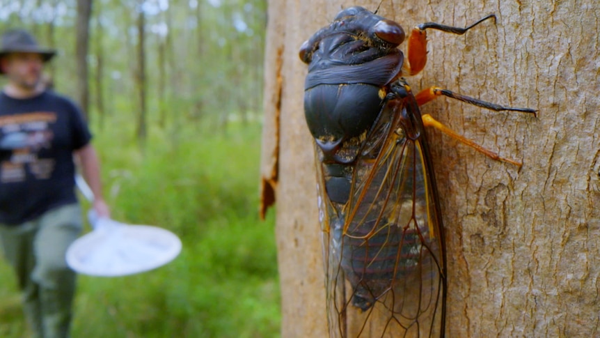 A cicada sits on a tree