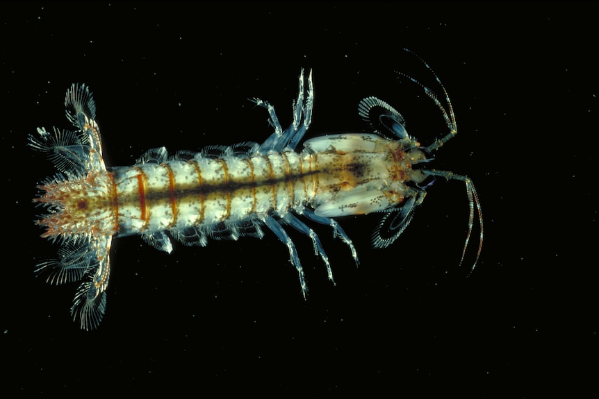 A white and brown Mantis shrimp is almost translucent.