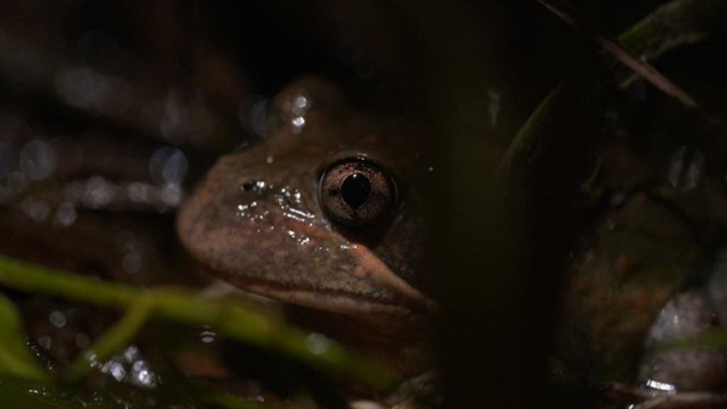 Finding Frogs: The project to find Australia's frogs - ABC News