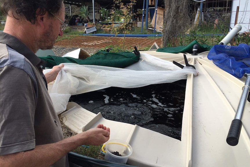 Gordon Garradd throws fish food pellets to trout housed in an insulated 9,500 litre tank