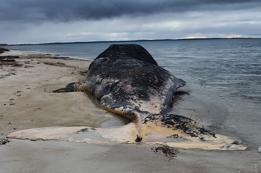 View of beached whale on beach from tail, cloudy background.