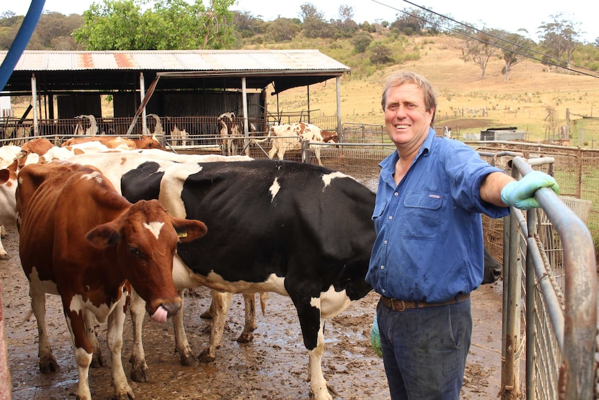 Fourth generation dairy farmer Tony Biffin  at his farm gate standing next to dairy cows