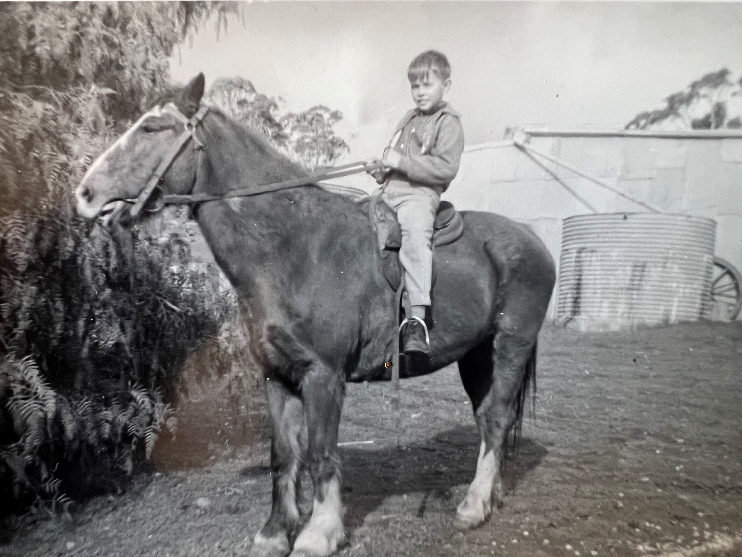 Boy sitting on  a Clydesdale horse 