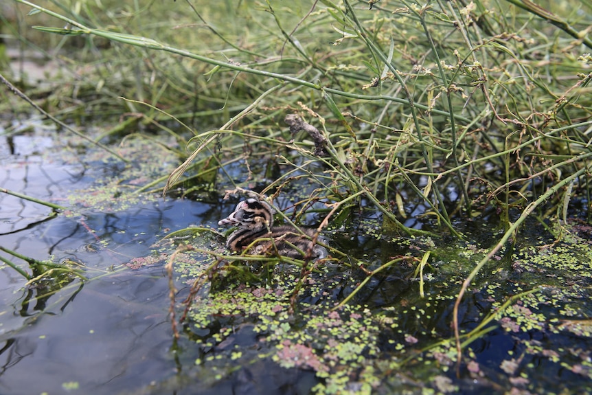 A duckling floating in front of reeds and bushes 