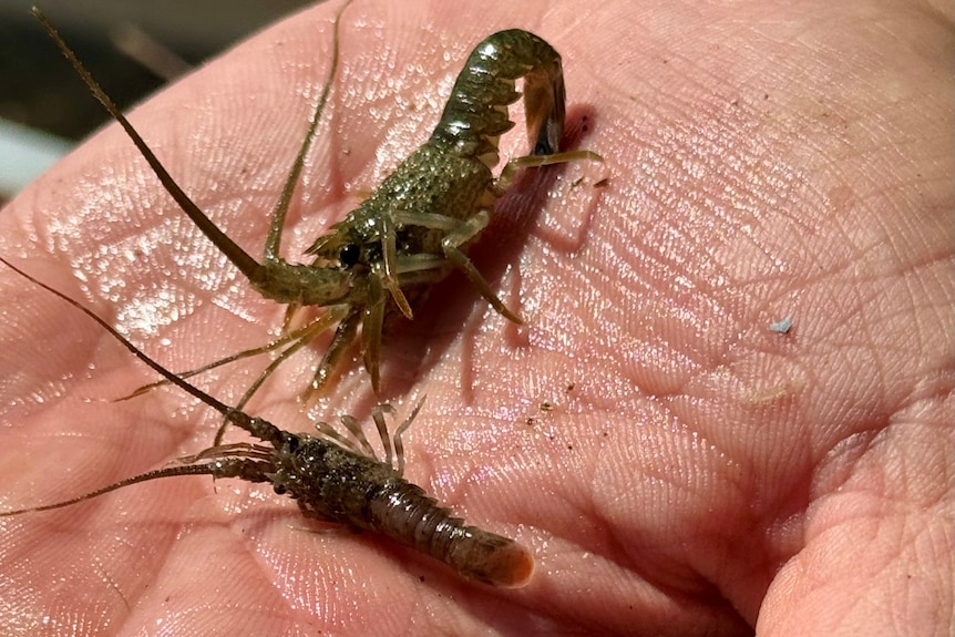 two tiny lobsters on a hand. they are a brown green colour. 