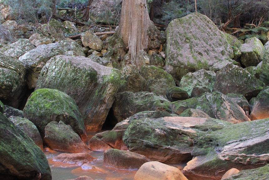 A tree and rocks covered in moss besides the Wingecarribee River.