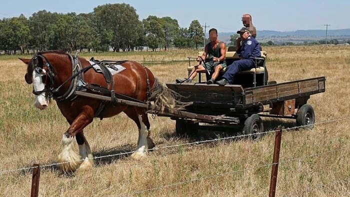 St Heliers Correctional Centre farm