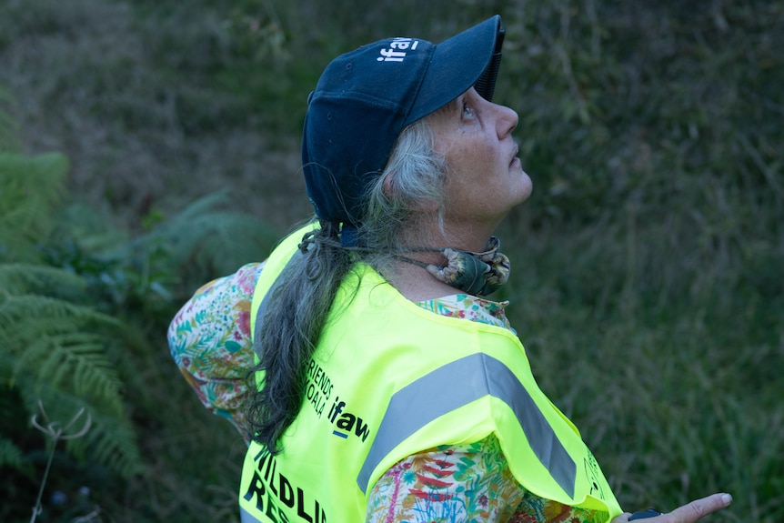 woman wearing a high vis shirt looking up into the tree searching for a koala