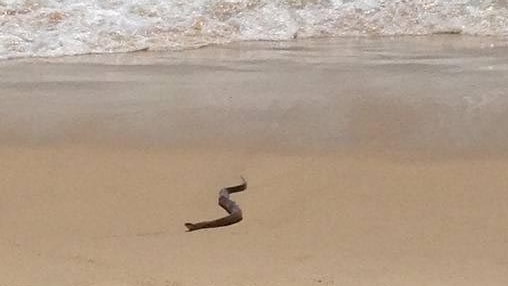 One Mile Beach snake