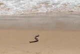 One Mile Beach snake