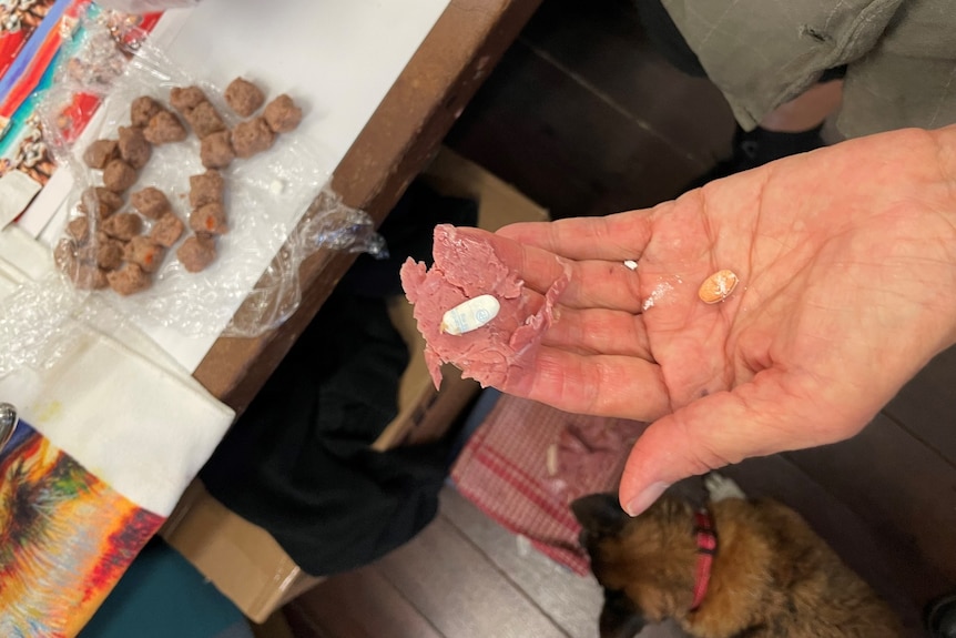 pills in meat to feed to dog 