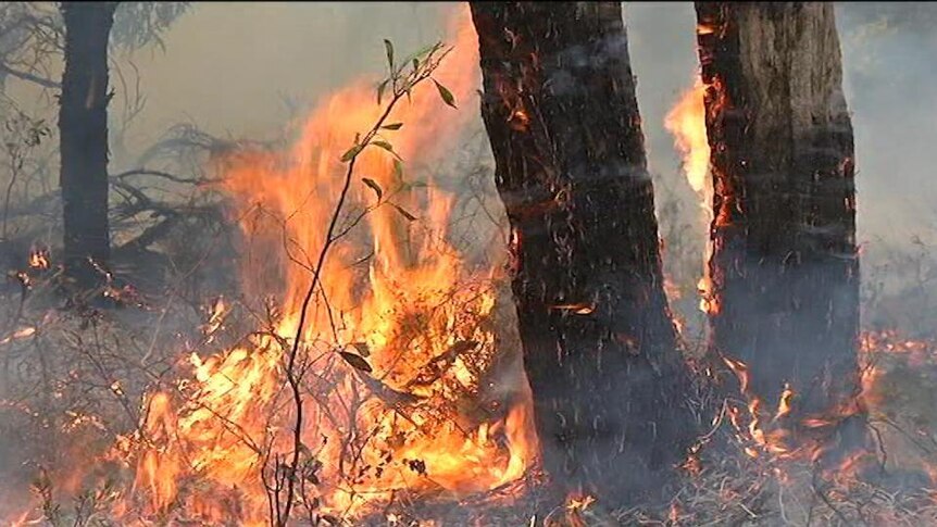 Fire burns around base of tree