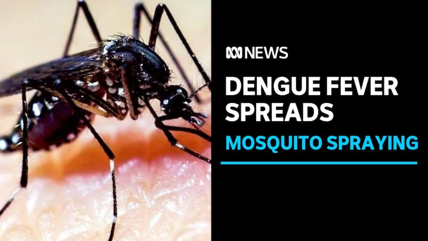 Dengue fever spreads, mosquito spraying: A close-up image of a mosquito on skin. 