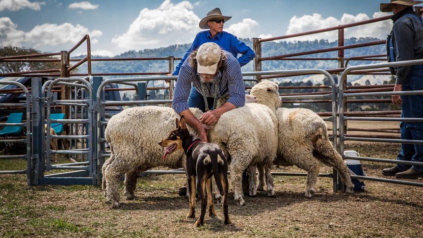 A farmer inspects a few sheep that a dog has rounded up, while dog looks on
