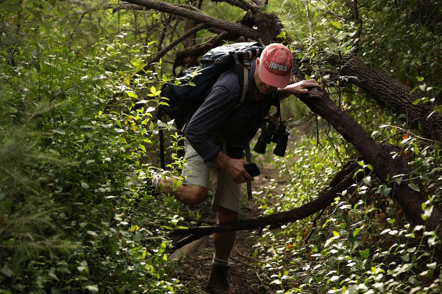 A man steps over a fallen tree