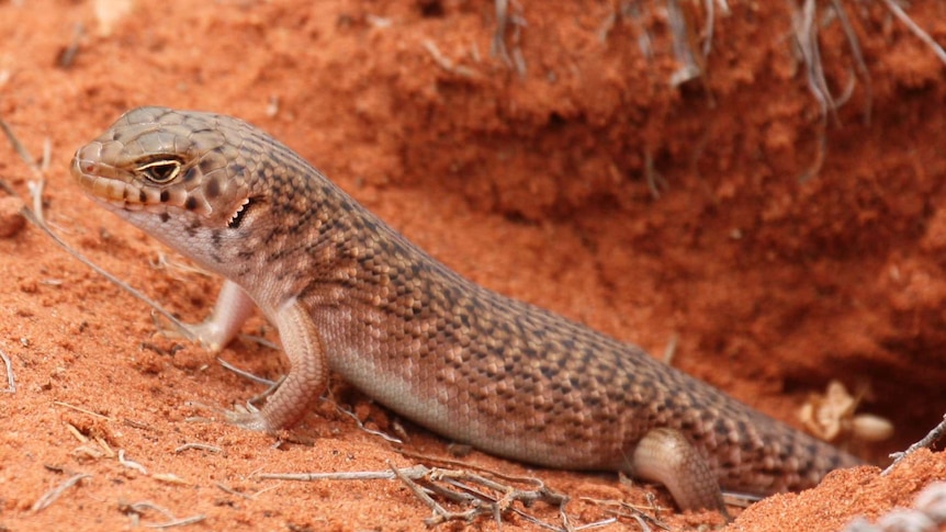 A brown slater skink on red dirt.