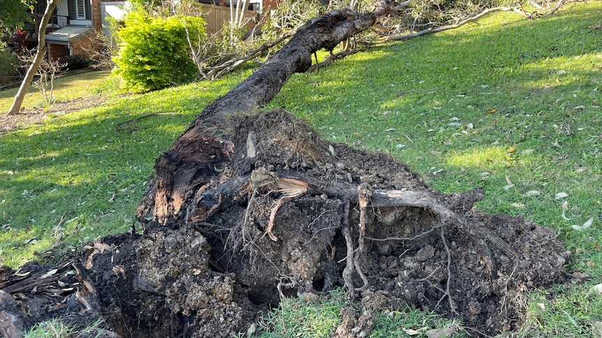 An uprooted tree down near a house.