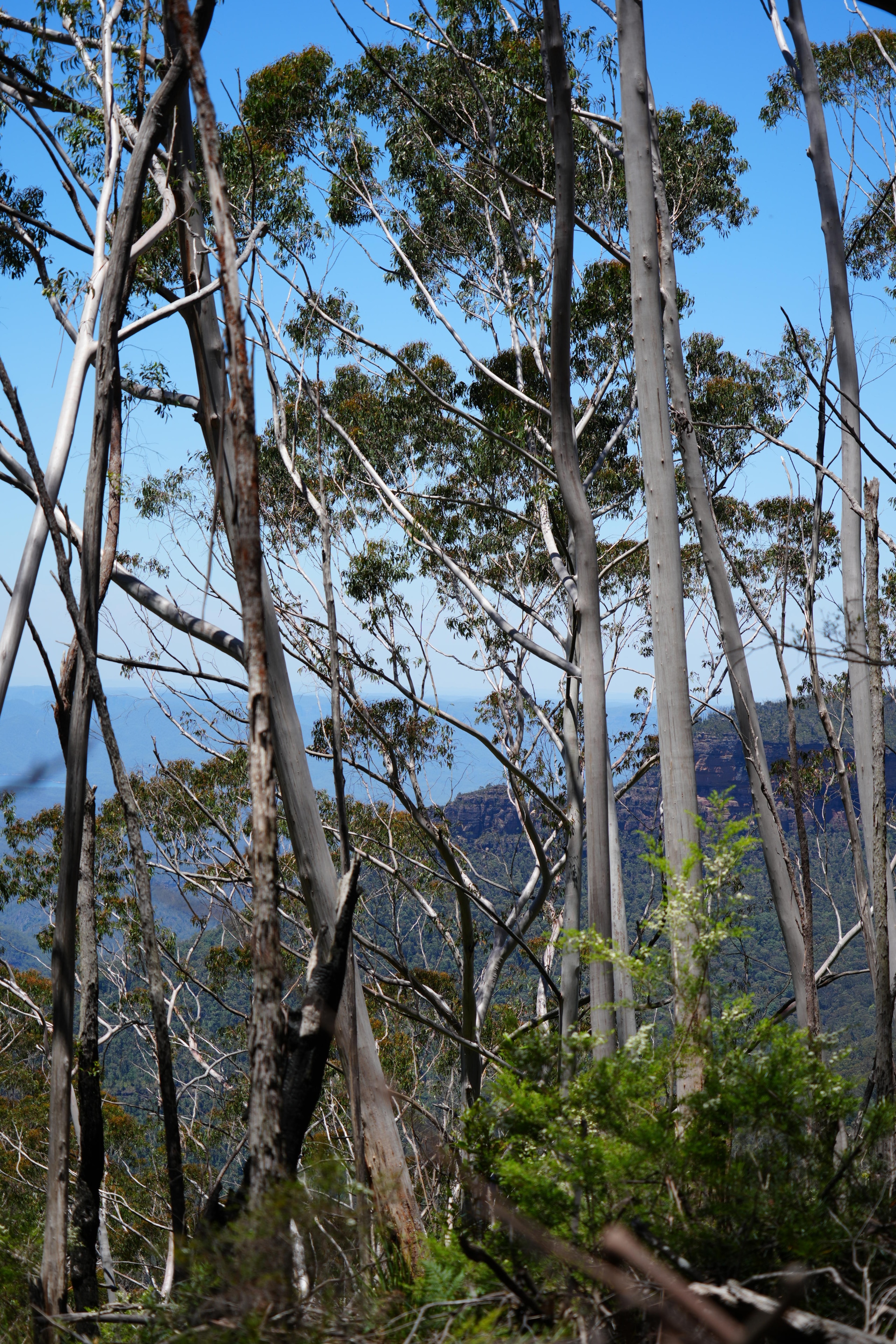 A landscape image of gum trees, behind which is a far away shot of farmland and trees.