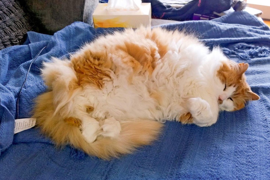 A fluffy ginger cat lying on its aside, sleeping on a blue blanket, an example of an overweight pet cat.