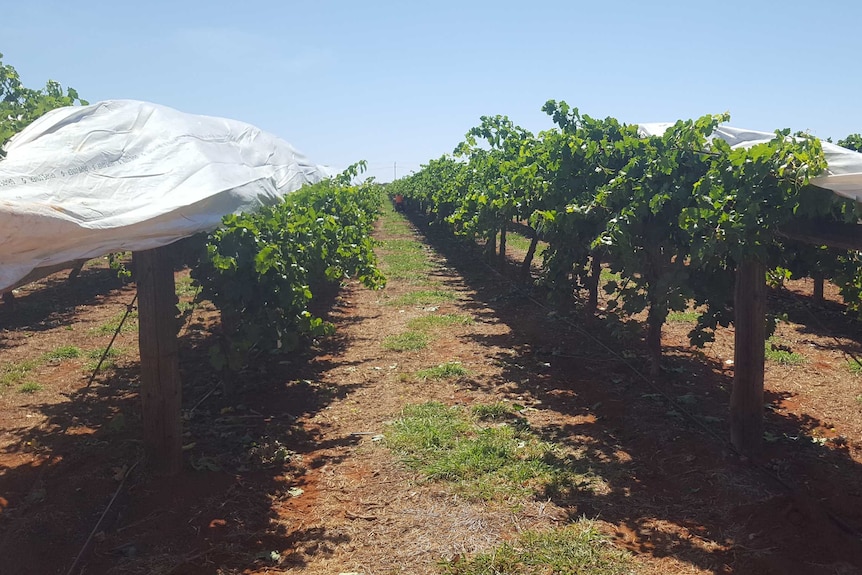 Grape vines at Ti Tree