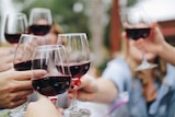 A group of people clink glasses filled with red wine.