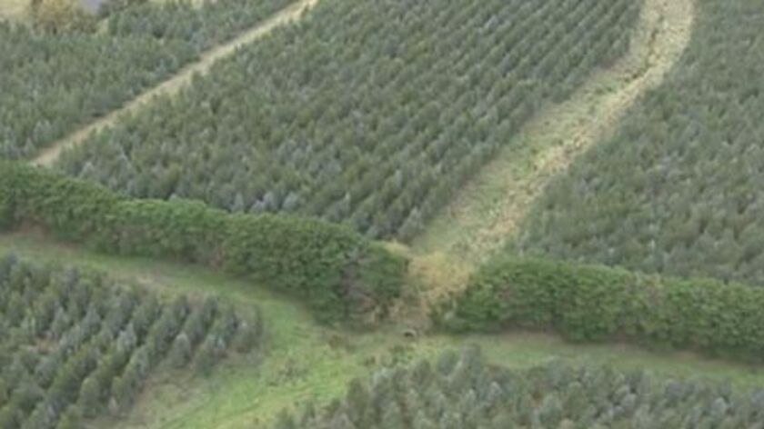 Voluntary administration: all forestry and horticulture operations will be stopped immediately [file photo]