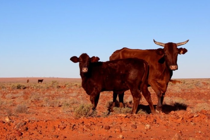 Cattle in central Australia