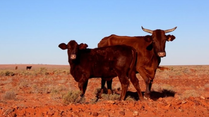 Cattle in central Australia