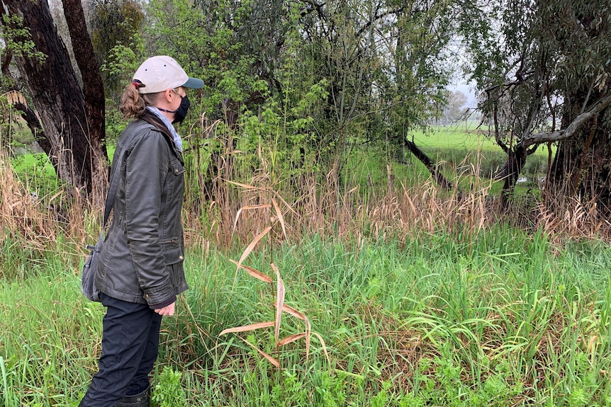 Karen Retra walks alongside tall reeds in wetlands