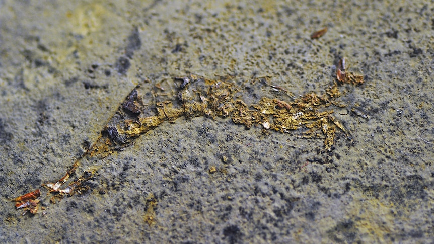 This fossilized shrimp is 100-million-years old.