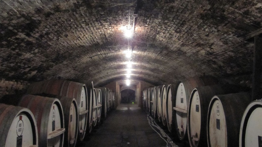 Barrels willed with wine line the walls of a cellar.