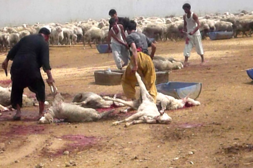 Australian sheep slaughtered in Pakistani feedlot