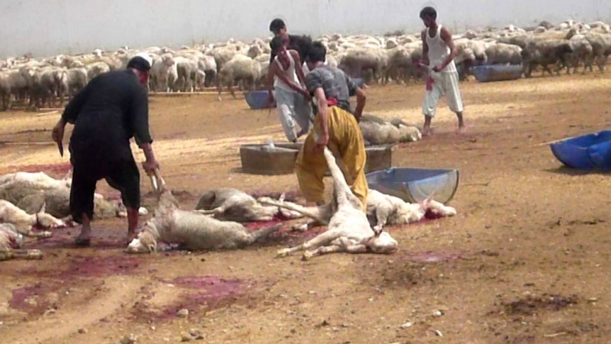 Australian sheep slaughtered in Pakistani feedlot