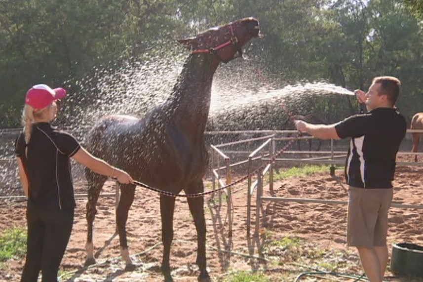 Victorian horse trainer Danny Penna hoses a horse.
