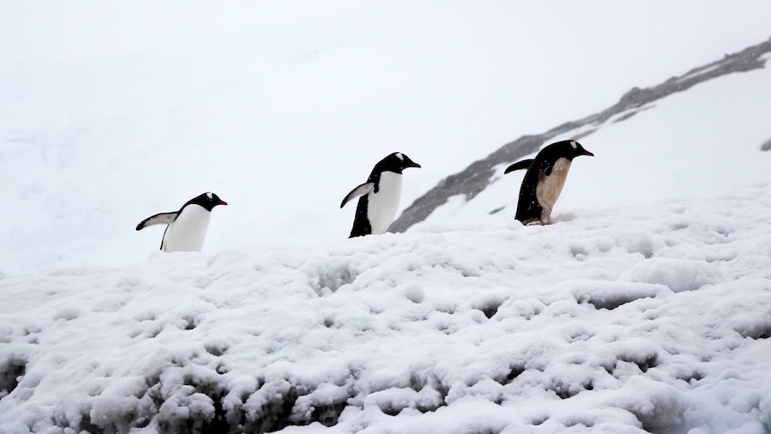 Three penguins climb a hill in Antarctica.