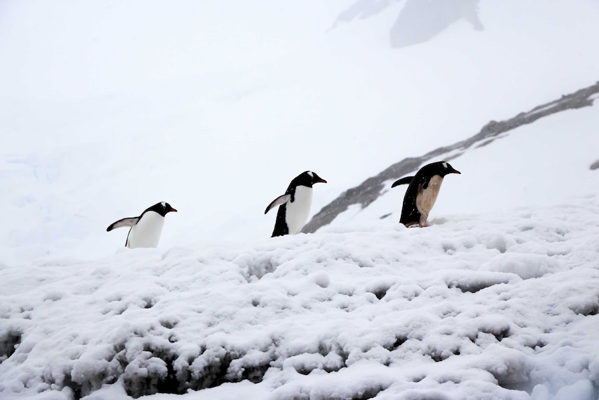 Three penguins climb a hill in Antarctica.