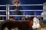 Gary Clarke looking at a cow.