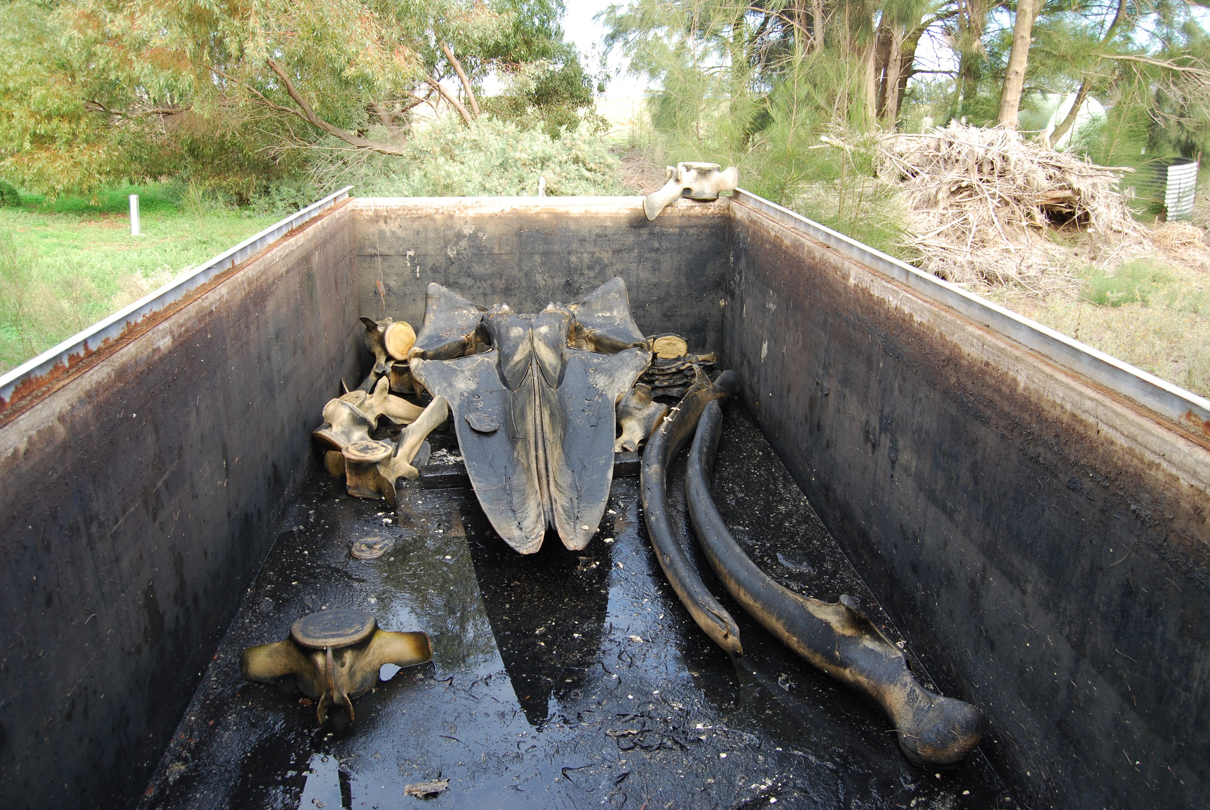 Large brownish bones in a tank with brown stained sides