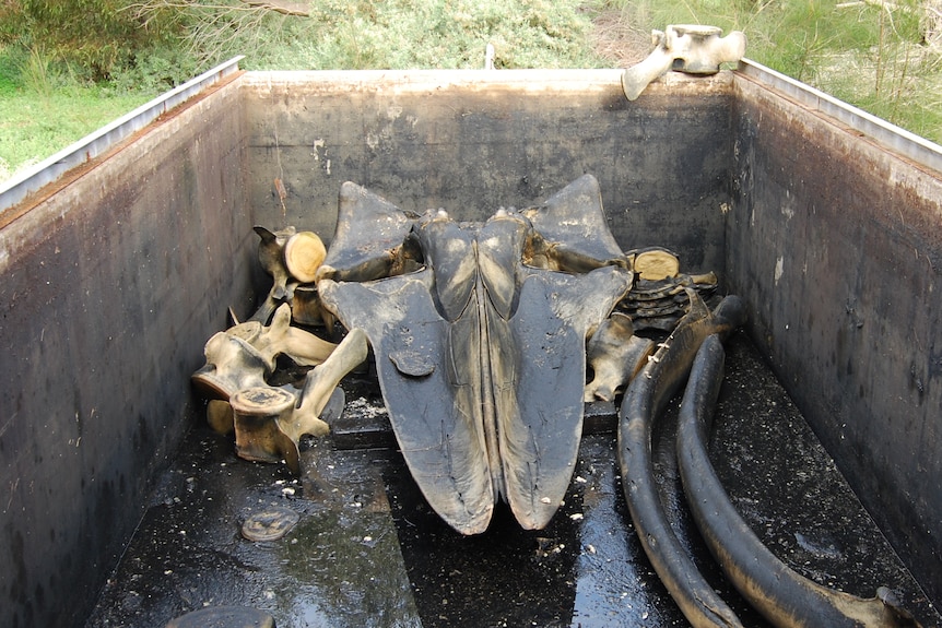 Large brownish bones in a tank with brown stained sides