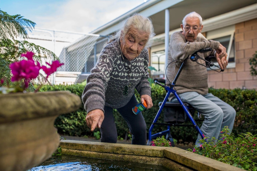 Bev Howlett feeds the goldfish while partner Bob Chufleigh looks on.